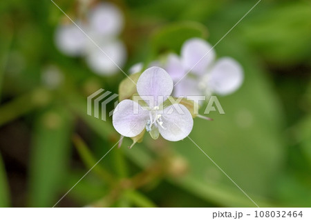 白いイボクサの花 108032464