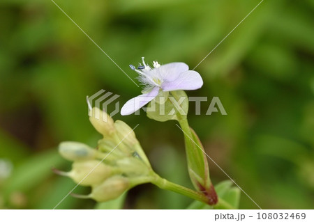 白いイボクサの花 108032469