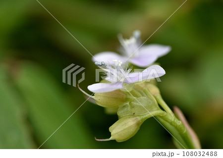 白いイボクサの花 108032488