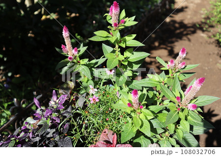 ケイトウの花寄せ植え 108032706