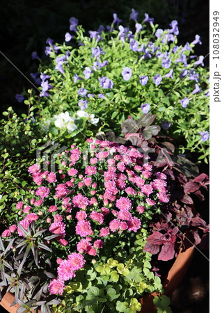 ピンク色のマムの花寄せ植え&寄せ鉢 ピンク色のマムの花寄せ植え&寄せ鉢 108032949
