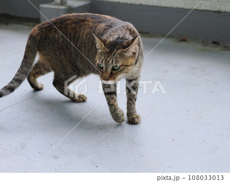 寝転ぶ猫 寝転ぶ猫 108033013