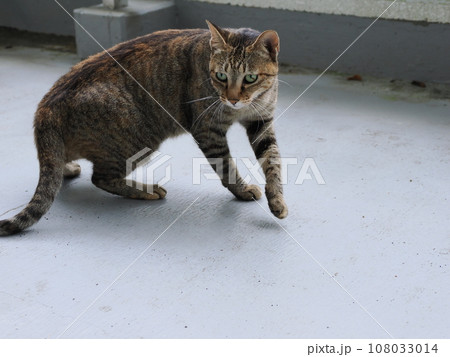 寝転ぶ猫 寝転ぶ猫 108033014