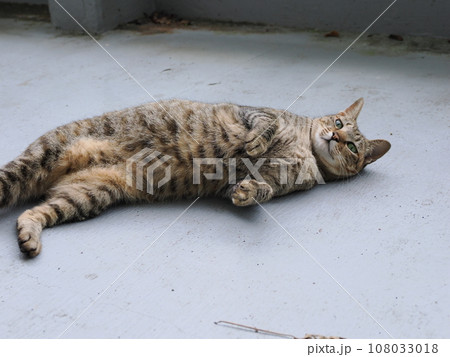 寝転ぶ猫 寝転ぶ猫 108033018