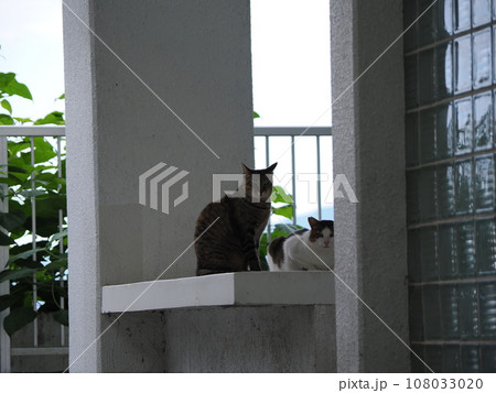 寝転ぶ猫 108033020