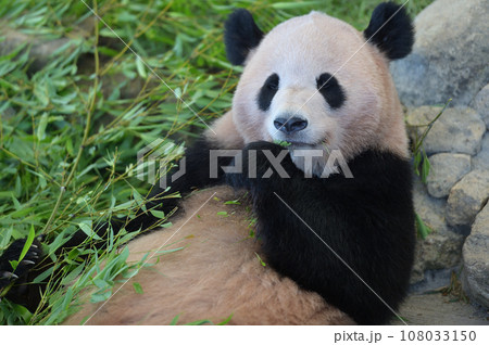 おいしそうに竹を食べる陽浜 108033150