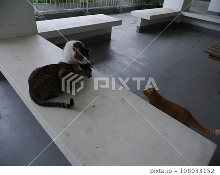 お座りしてカメラを見る猫 108033152