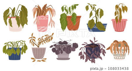 Set of Withered Houseplants in Pots. Once Vibrant And Green, Now Stand Frail And Parched. Leaves Droop, Hang Lifeless 108033438