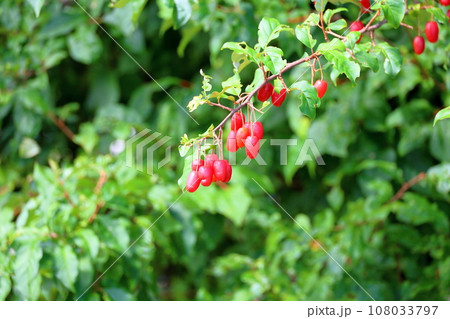 大きいグミの実 108033797