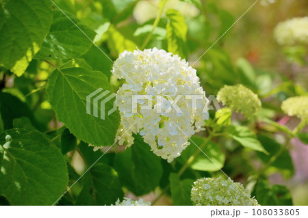 アナベルの花 108033805