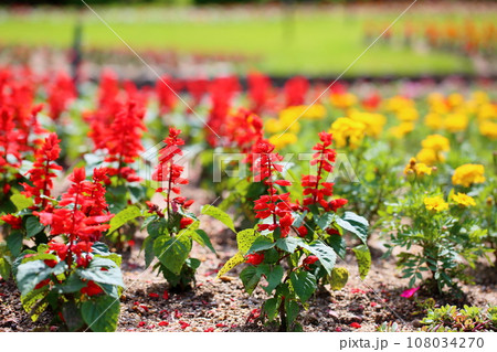 サルビア　スプレンデンスの花 108034270