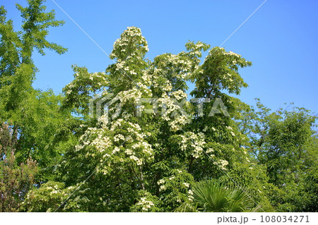 ウンナンヤマボウシの花 108034271