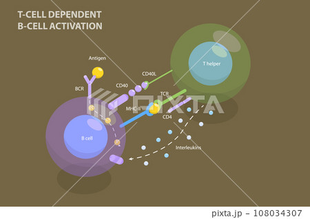 3D Isometric Flat Vector Illustration of T-cell Dependent B-cell Activation 108034307