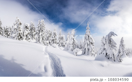A scenic winter shot of pine trees blanketed in snow A scenic winter shot of pine trees blanketed in snow 108034590