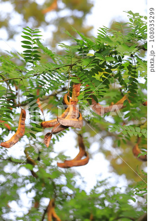 枝からぶら下がる大きなサイカチの実 108035299