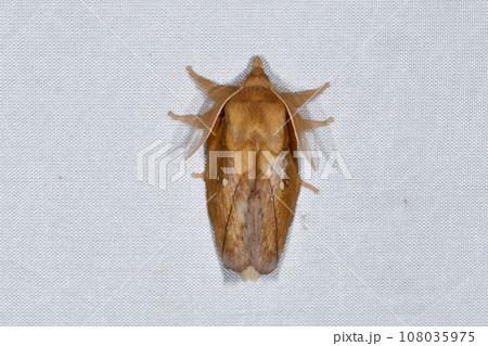 ヨシカレハ（北海道・鹿追町） 108035975