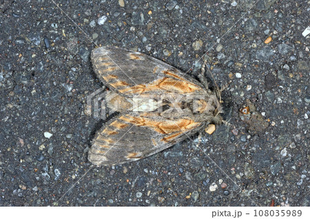 アカネシャチホコ(北海道・鶴居村) アカネシャチホコ(北海道・鶴居村) 108035989