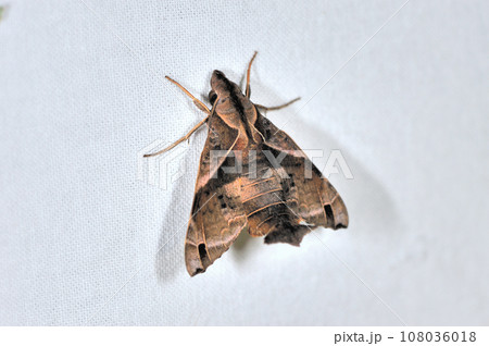 フリッツェホウジャク（沖縄県・石垣市） 108036018