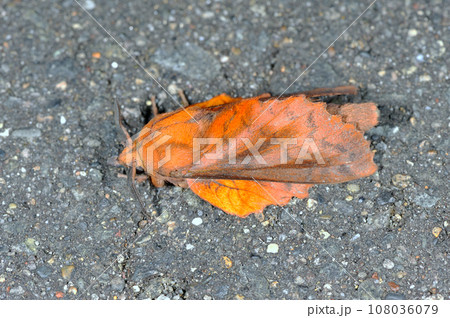 カレハガ(北海道・鶴居村) カレハガ(北海道・鶴居村) 108036079