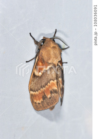 ツガカレハ（北海道・知床） 108036091