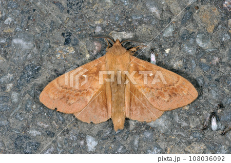 ツガカレハ（北海道・知床） 108036092