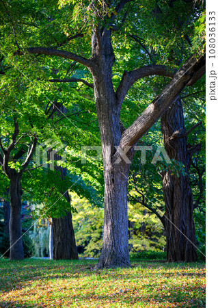 朝日に映える大木（中島公園）_4333 108036133
