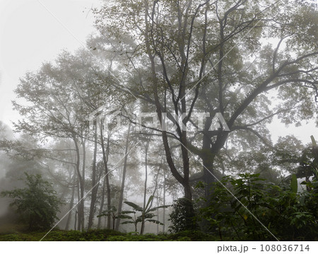 Mist on tropical rainforest mountain, Tropical forests can increase the humidity in air and absorb carbon dioxide from the atmosphere. 108036714