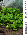 秋野菜栽培の家庭菜園風景 108037286