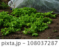 秋野菜栽培の家庭菜園風景 108037287