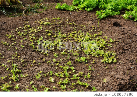 秋野菜栽培の家庭菜園風景 108037290