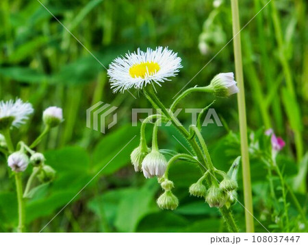 ハルジオンの桃白色の花 108037447