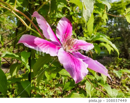 テッセンの紫色の花 テッセンの紫色の花 108037449