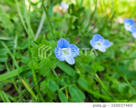イヌフグリの青い花 108037460