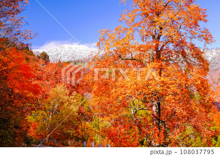 紅葉と雪山 紅葉と雪山 108037795