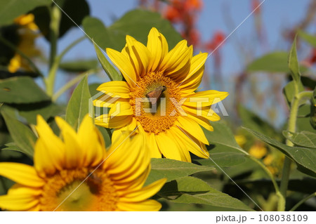 秋の庭に咲くヒマワリの花の蜜を吸うイチモンジセセリ蝶 108038109