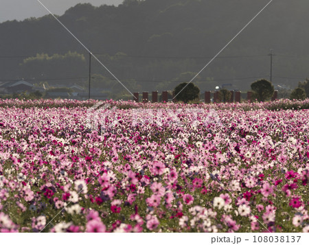 満開のコスモス畑が広がる藤原宮跡 108038137