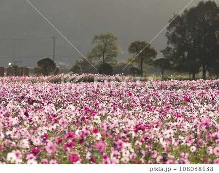 満開のコスモス畑が広がる藤原宮跡 満開のコスモス畑が広がる藤原宮跡 108038138