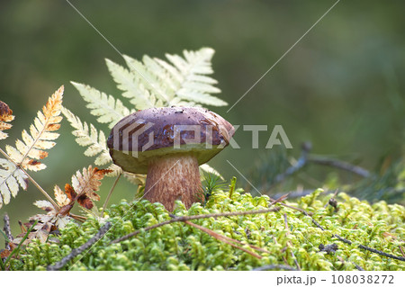 Boletus pinophilus mushroom growing in the woods Boletus pinophilus mushroom growing in the woods 108038272