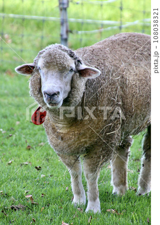 羊・さっぽろ羊ヶ丘展望台（北海道・札幌市） 108038321