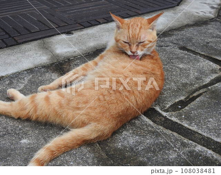 毛づくろい 猫 一匹の猫 路上の野良猫 毛づくろい 猫 一匹の猫 路上の野良猫 108038481