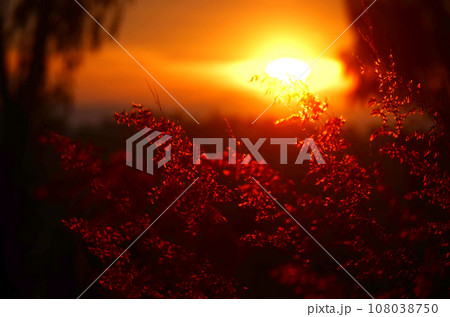 Sunset grass wind autumn meadow in countryside. Beautiful sunset golden grass field beautiful natural flora sunlight outdoor flare. Rural landscape nature plant scene crop view. Morning countryside Sunset grass wind autumn meadow in countryside. Beautiful sunset golden grass field beautiful natural flora sunlight outdoor flare. Rural landscape nature plant scene crop view. Morning countryside 108038750