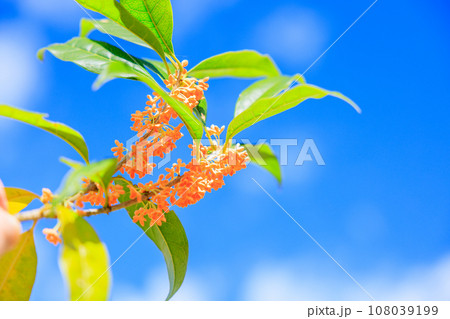 金木犀の花 108039199