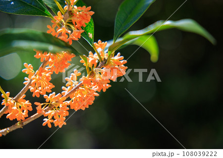 金木犀の花 金木犀の花 108039222