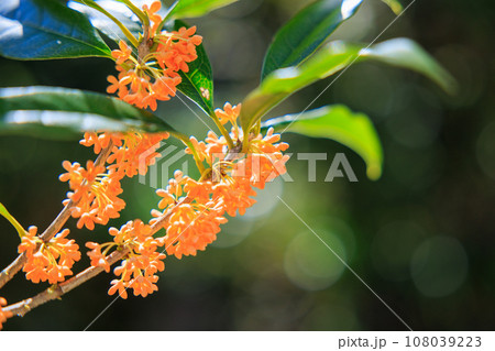 金木犀の花 金木犀の花 108039223
