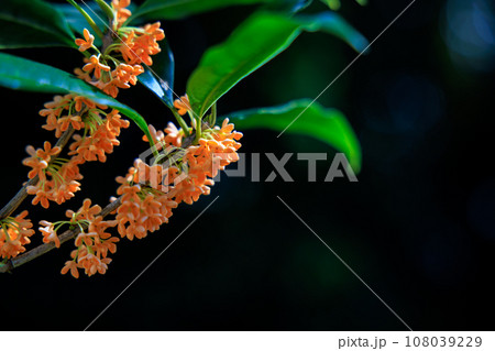 金木犀の花 金木犀の花 108039229