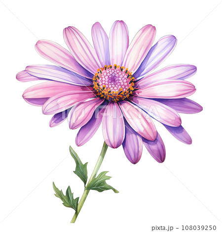 Purple Daisy Floral Watercolor Clipart isolated on Transparent Background. Purple Daisy Floral Watercolor Clipart isolated on Transparent Background. 108039250