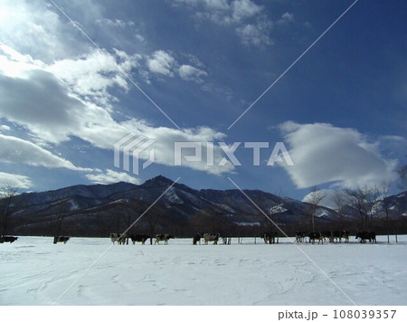北海道東南部十勝地域内陸部清水町の酪農家の牛たち9 108039357