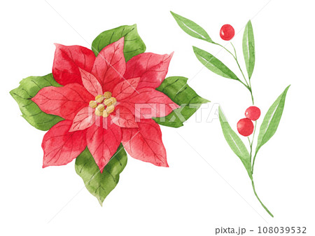 Watercolor painting of poinsettia and  a twig with red berries. 108039532