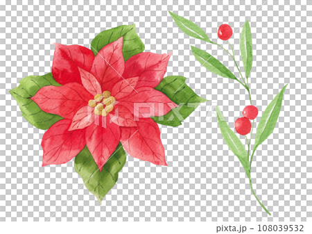 Watercolor painting of poinsettia and  a twig with red berries. 108039532