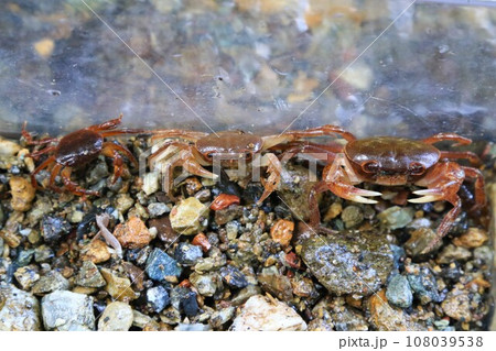 毛呂山町の阿諏訪川上流に生息する沢蟹の生態写真 108039538